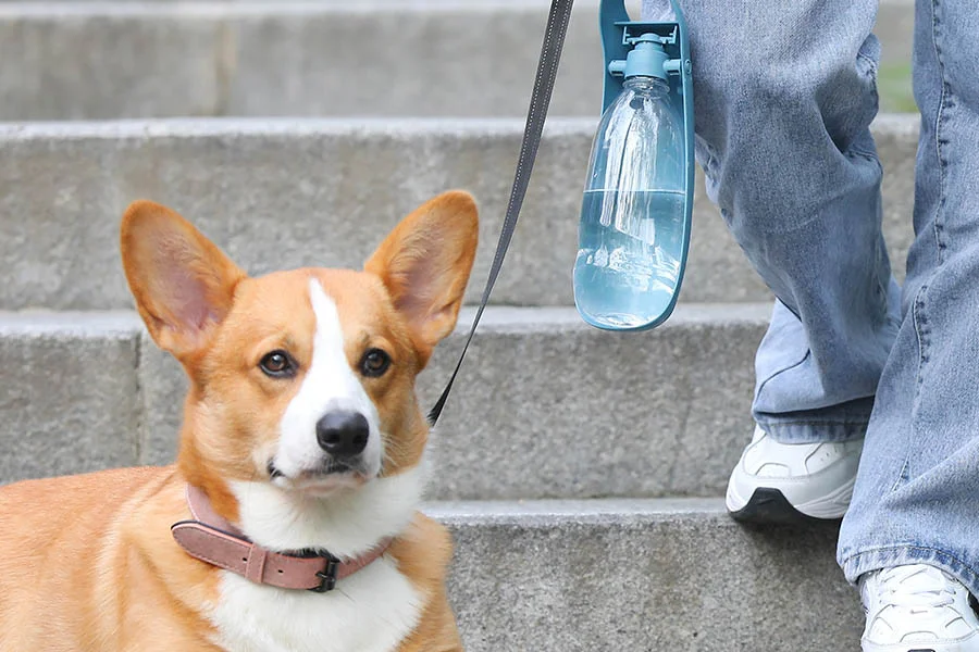 Cat and Dog Water Dispenser