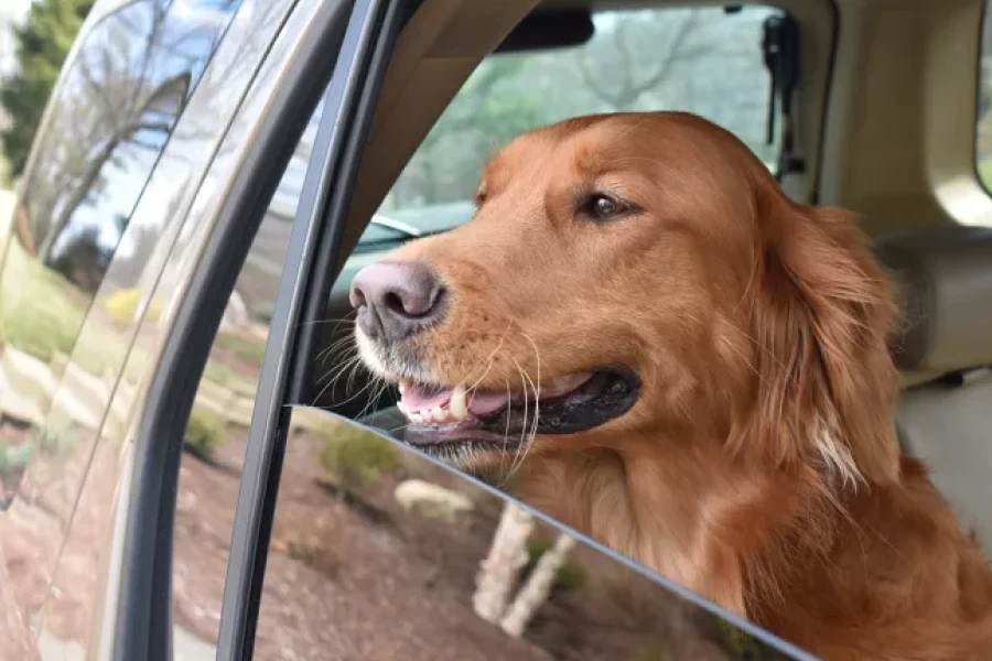 Durable Dog Car Hammock
