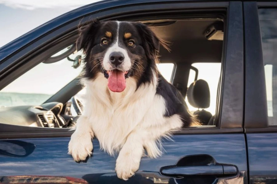 Dog Seat Cover with Side Flaps