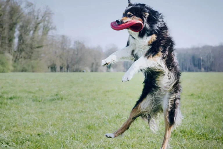 Dog-Friendly Flying Toy