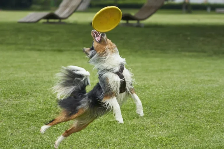 Durable Dog Frisbee