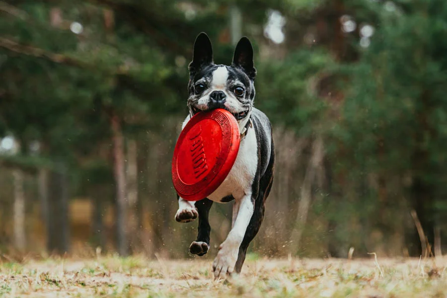 Durable Dog Frisbee