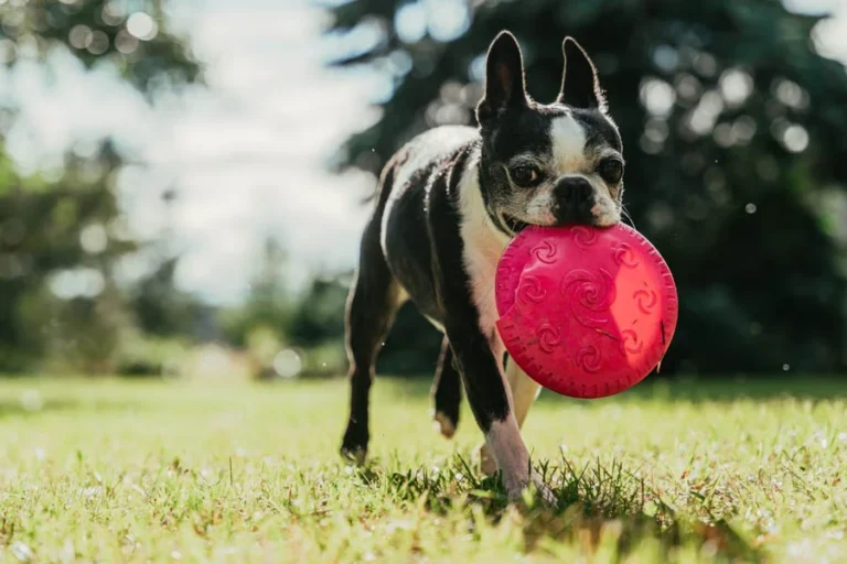 Durable Dog Frisbee